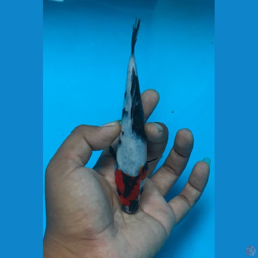 TANCHO SHOWA 17cm