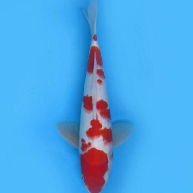 Kohaku dalmation 30cm