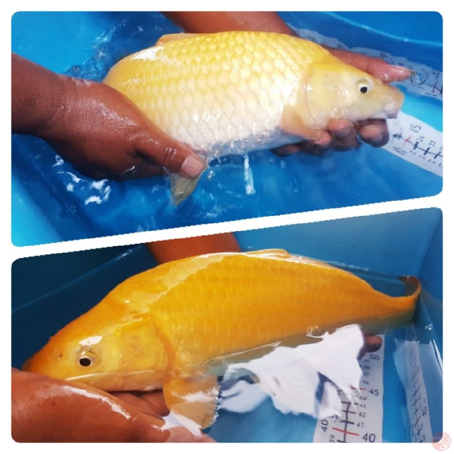 KARASHI 40cm