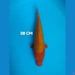 ginjiro ginrin 38 cm HQ tembus ++
