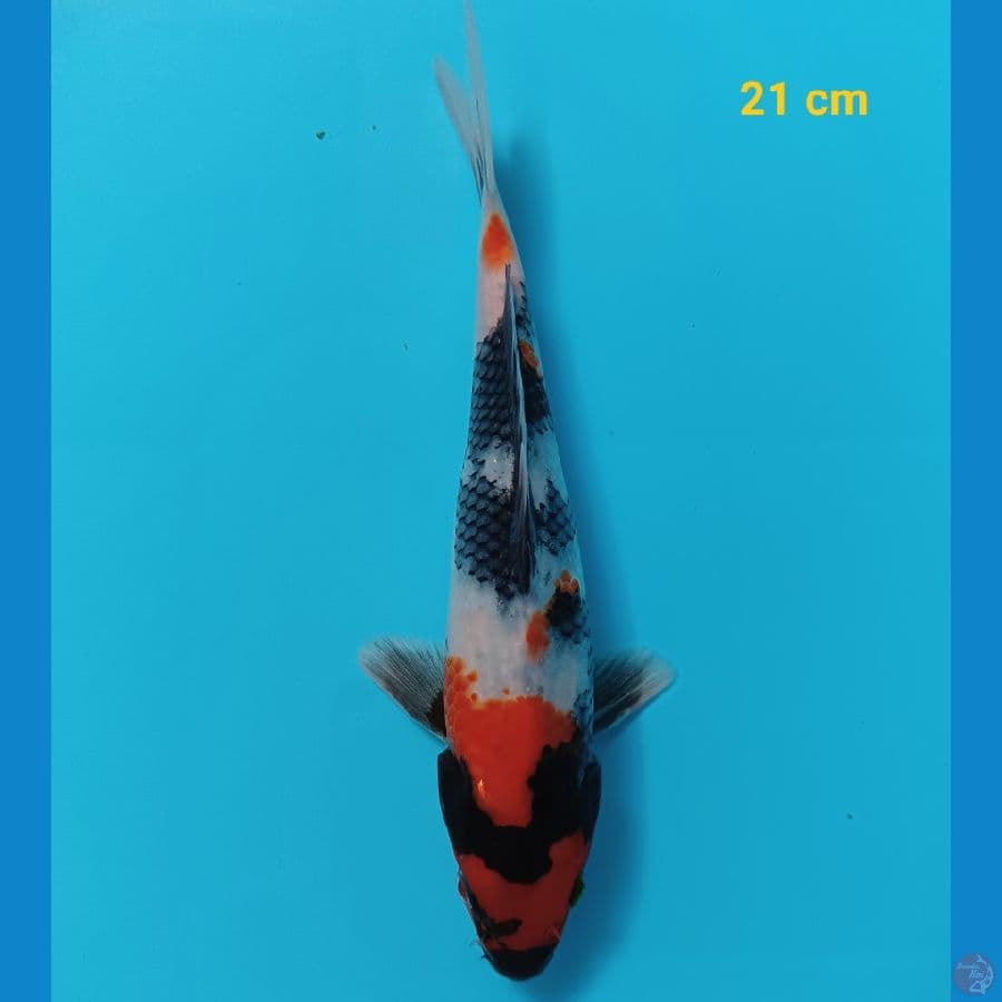 showa 21 cm