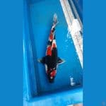 Showa Jumbo Pejantan Tangguh 