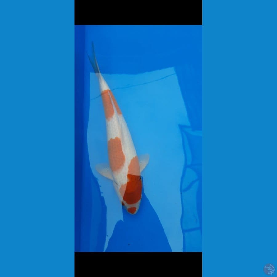 Aigoromo 3 step 38 cm