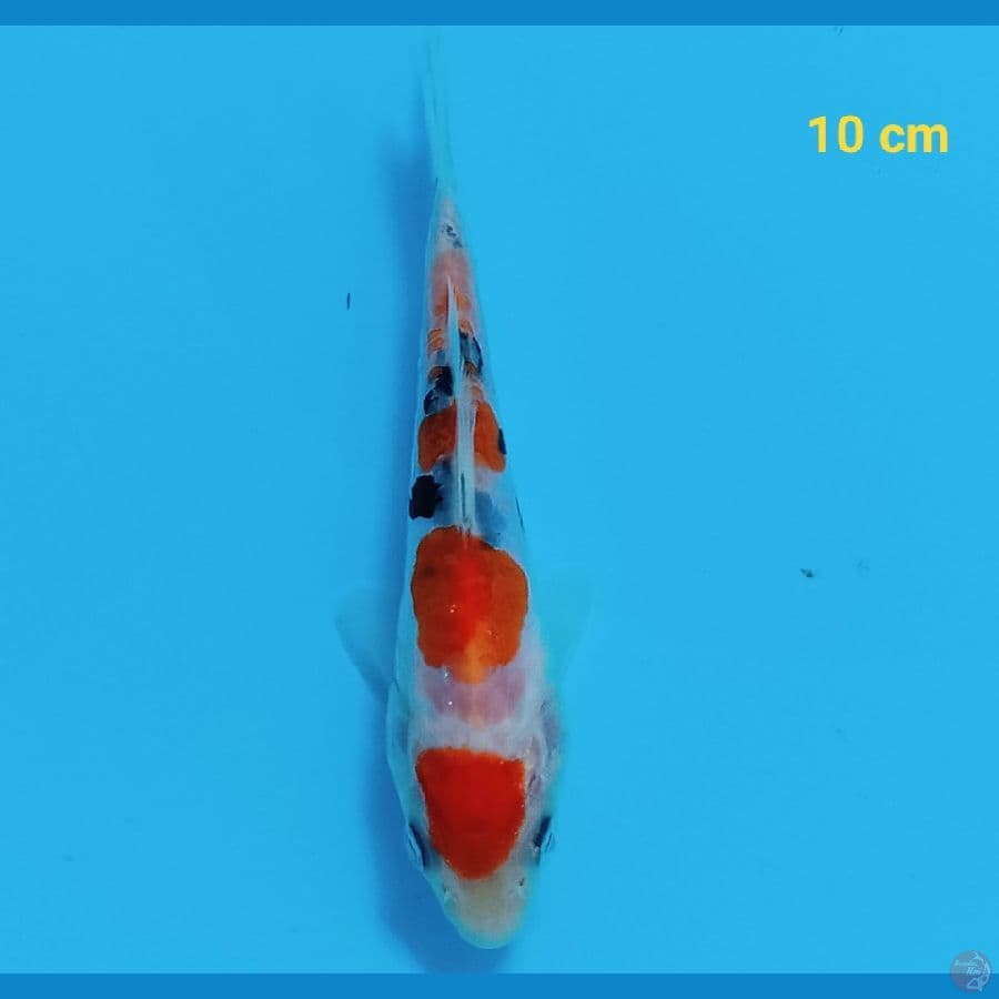 f1 showa doit ori 10 cm