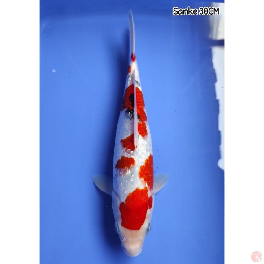 Sanke Ginrin 30CM