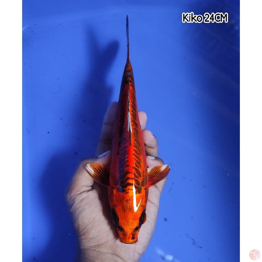 Rare Collection 2