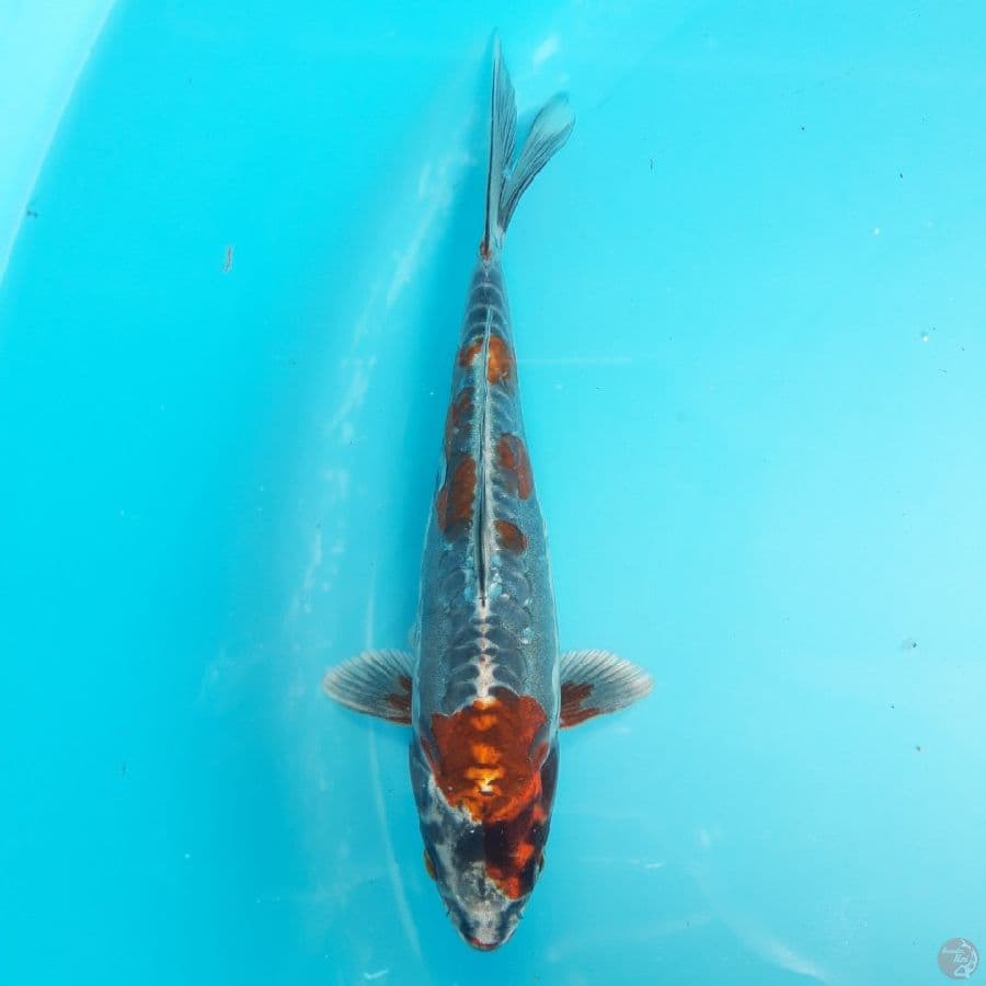 Beni Kikokuryu 25cm