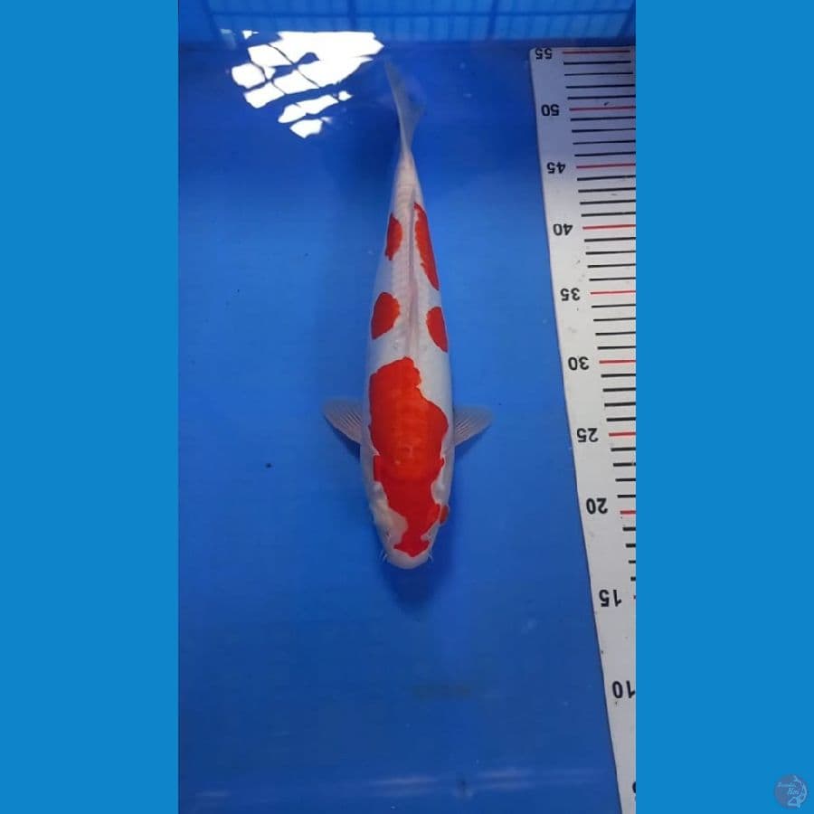 Doitsu 33cm male