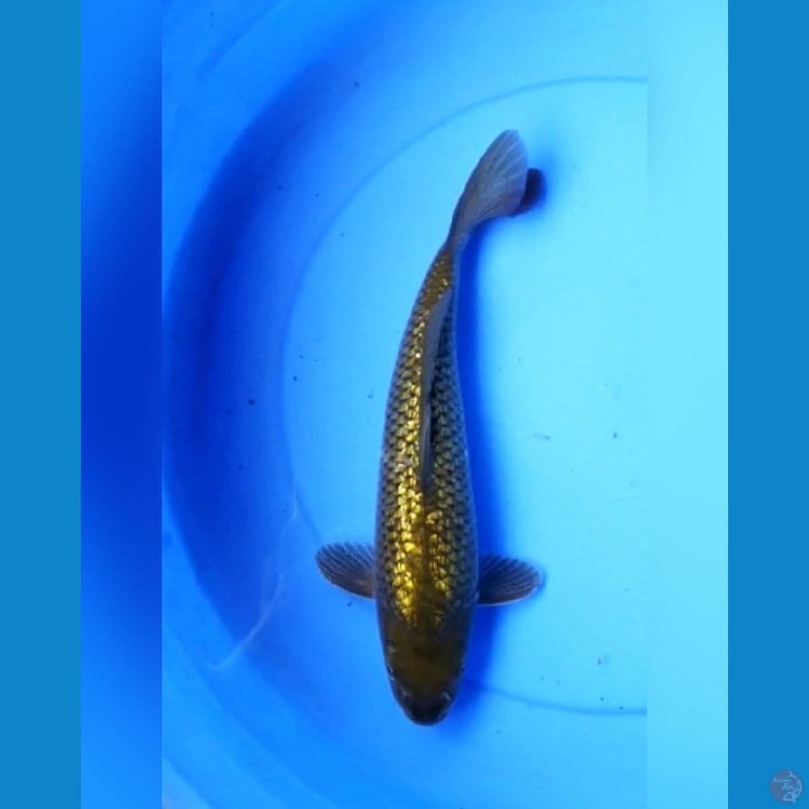 Midori punuk ginrin 32 cm