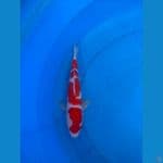 kohaku