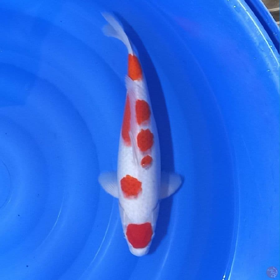 maruten kohaku