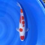 maruten kohaku