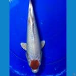 tanco kohaku hikari