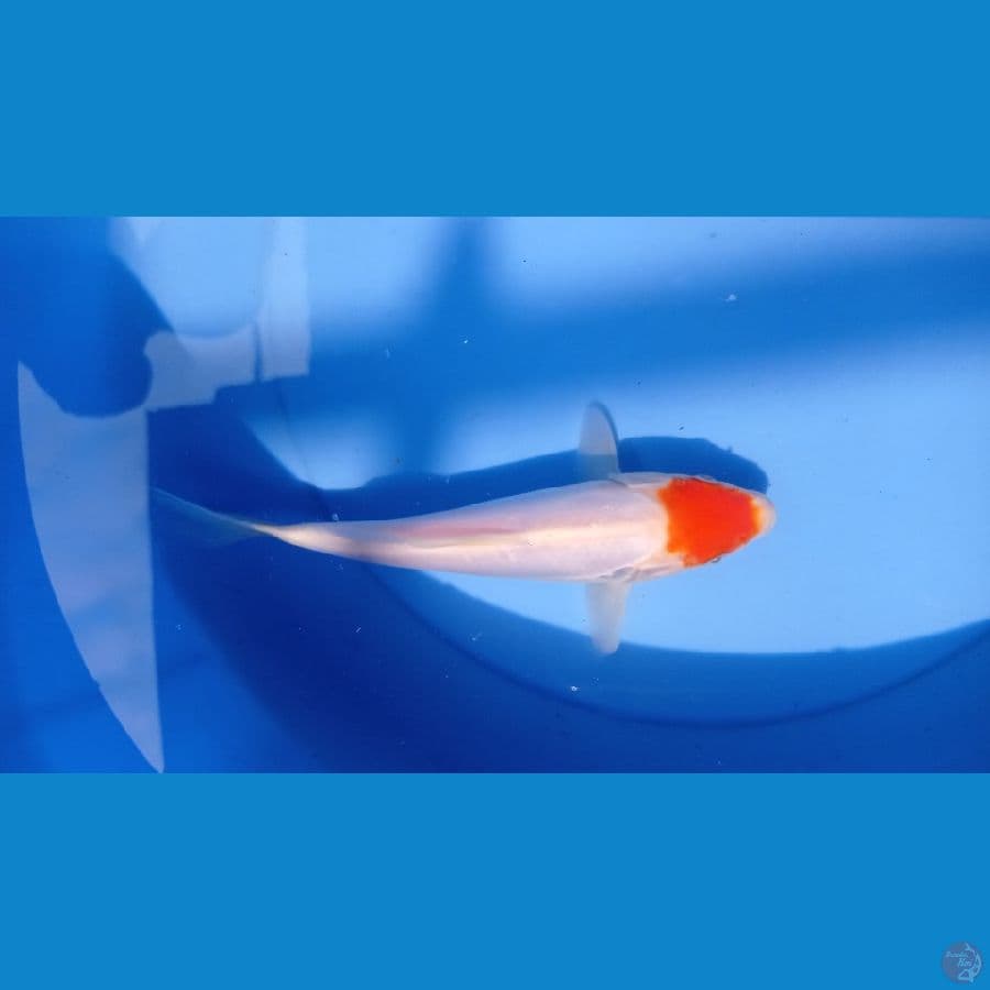 tanco kohaku doitsu original 20cm