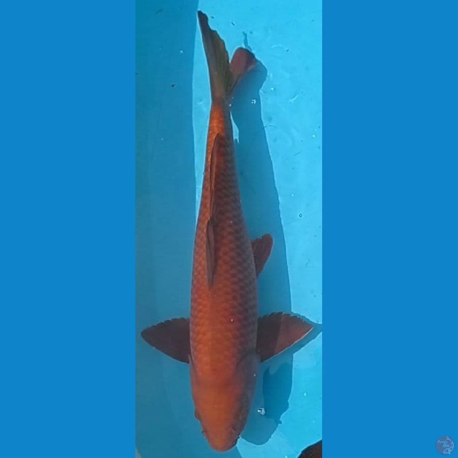  Chagoi jumbo jantan 50 cm