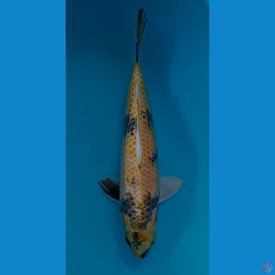 ki kin utsuri 44 cm 