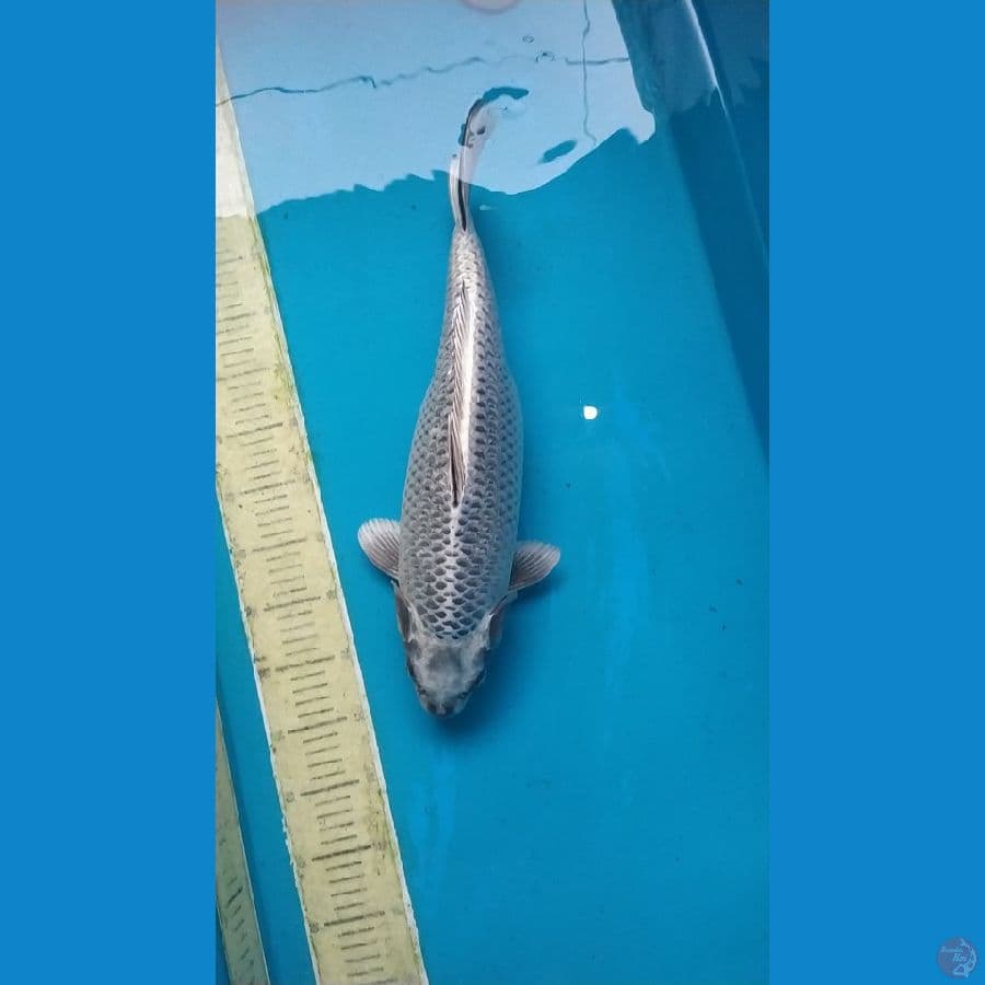 mukasi 47 cm