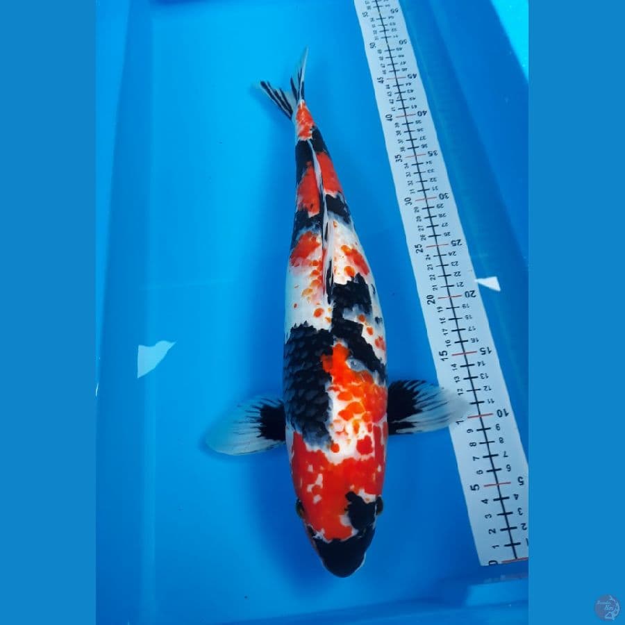 showa f 46