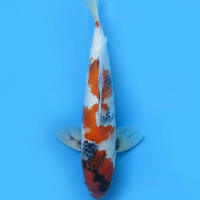 Showa sanshoku36cm