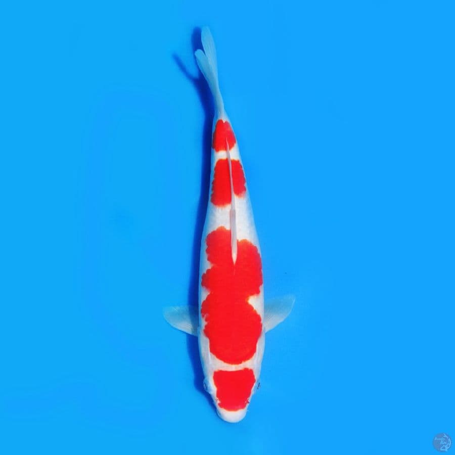 maruten kohaku SQ 35cm