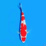 maruten kohaku SQ 35cm