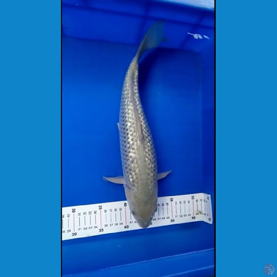 Soragoi ginrin 39 CM