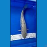 Soragoi ginrin 39 CM