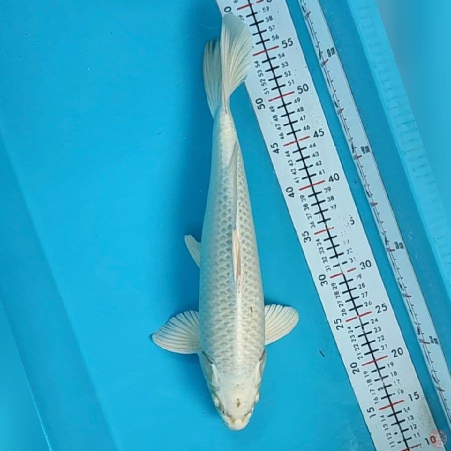 platinum 40cm/mile