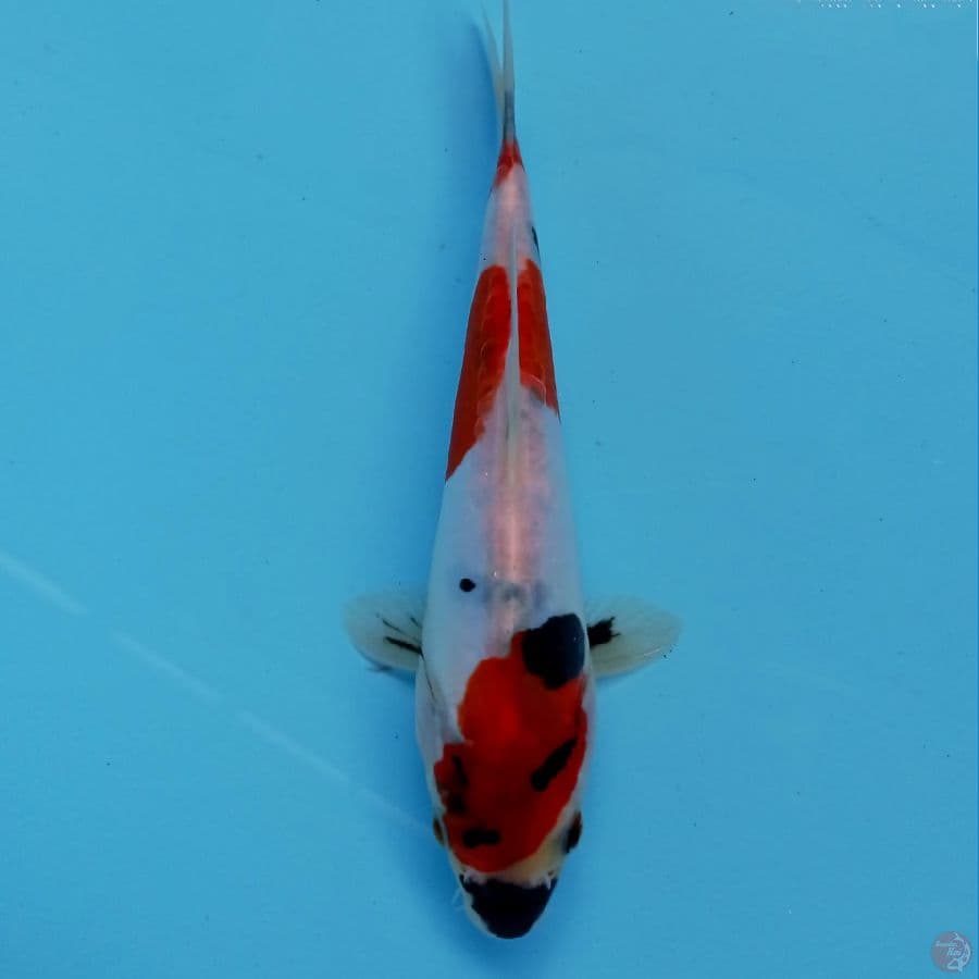 showa doitsu, 17 cm