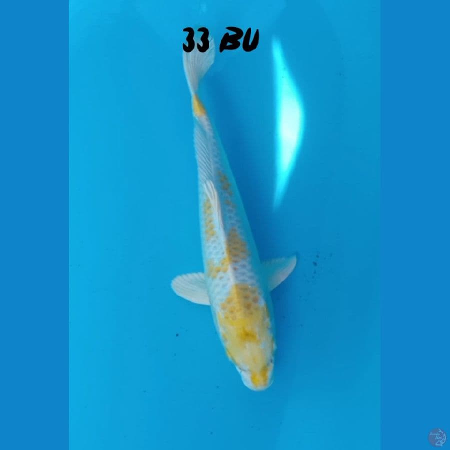 hariwake 