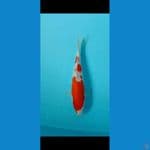 kohaku merah strong 25up