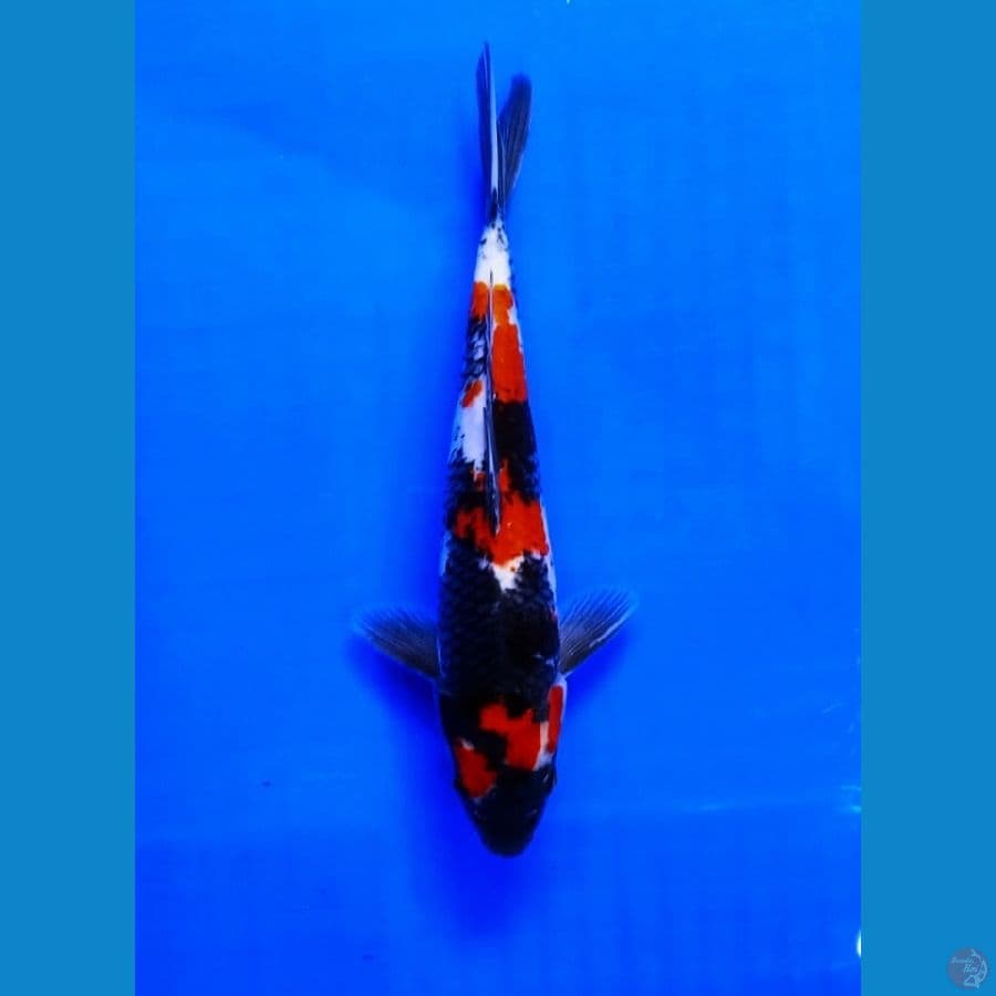 SHOWA 29cm MALE