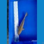 Midori Punuk 32 CM Jantan
