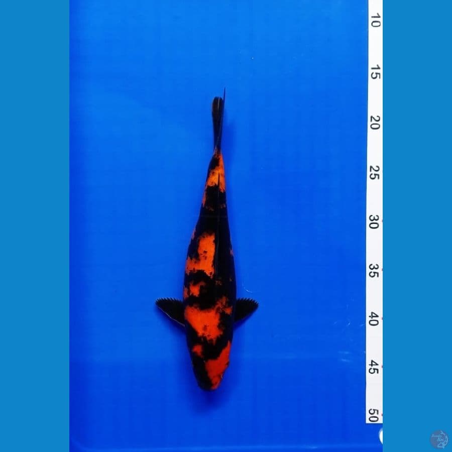 HI UTSURI 30cm
