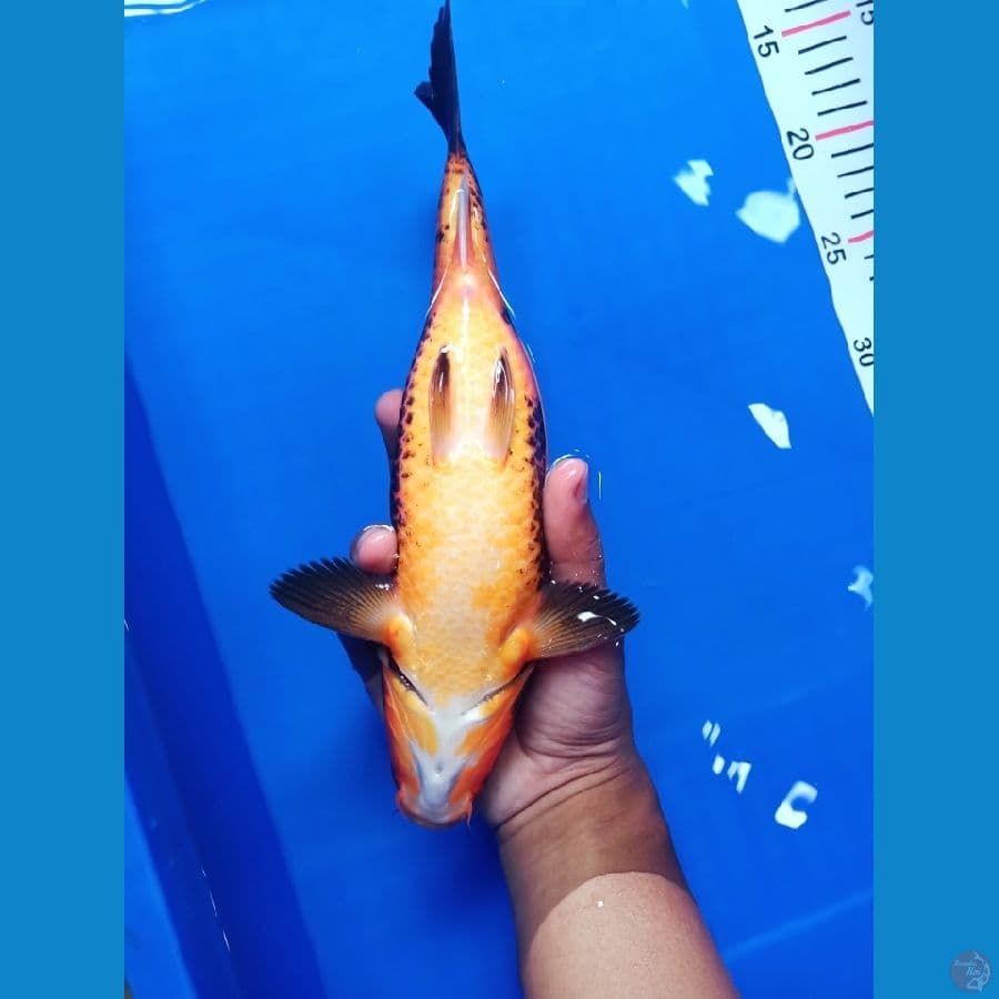 HI UTSURI 30cm