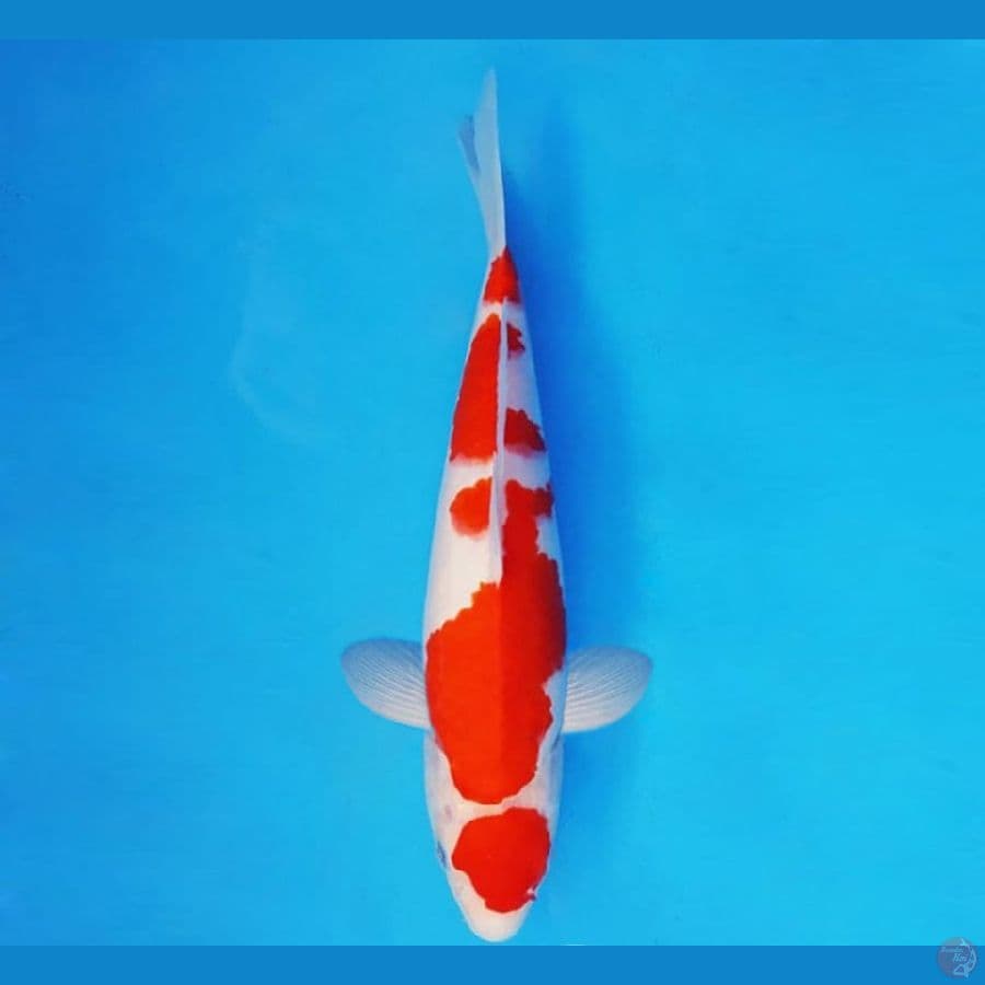 ASSASSIN 2 ~ MARUTEN KOHAKU 28 cm/fm ™