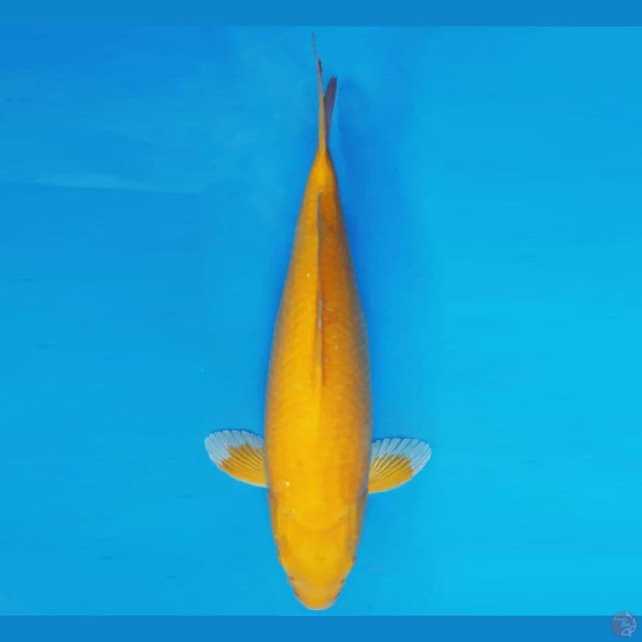 ASSASSIN 3 ~ KARASHI LEMON 42 cm/fm ™