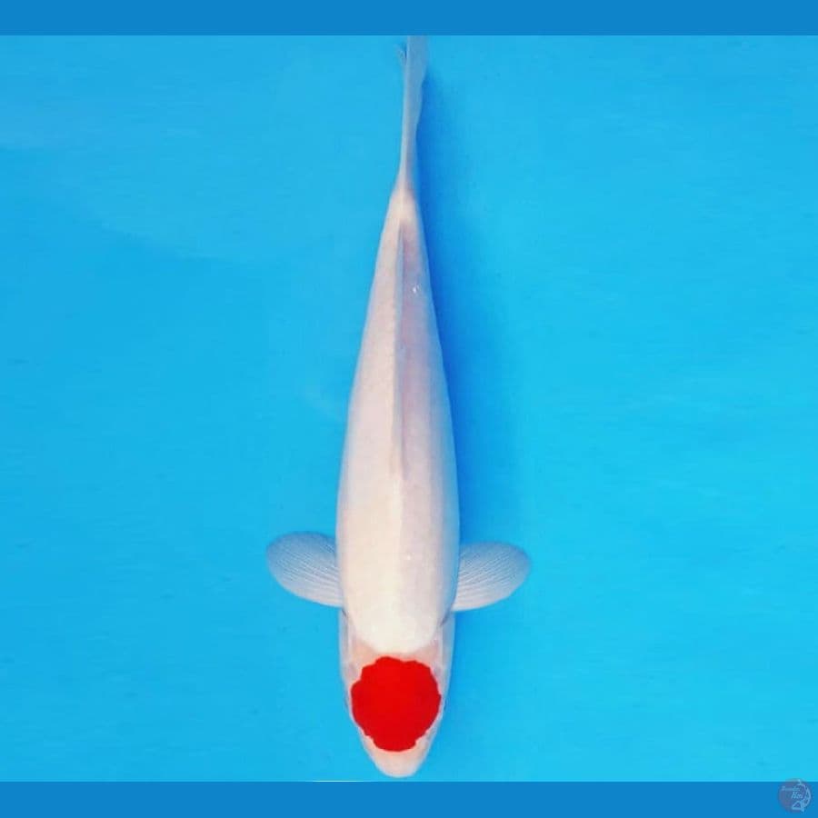 ASSASSIN 5 ~ ORIGINAL TANCHO 28 cm/male ™