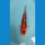 Goshiki Inazuma 37cm
