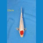 tancho 23cm