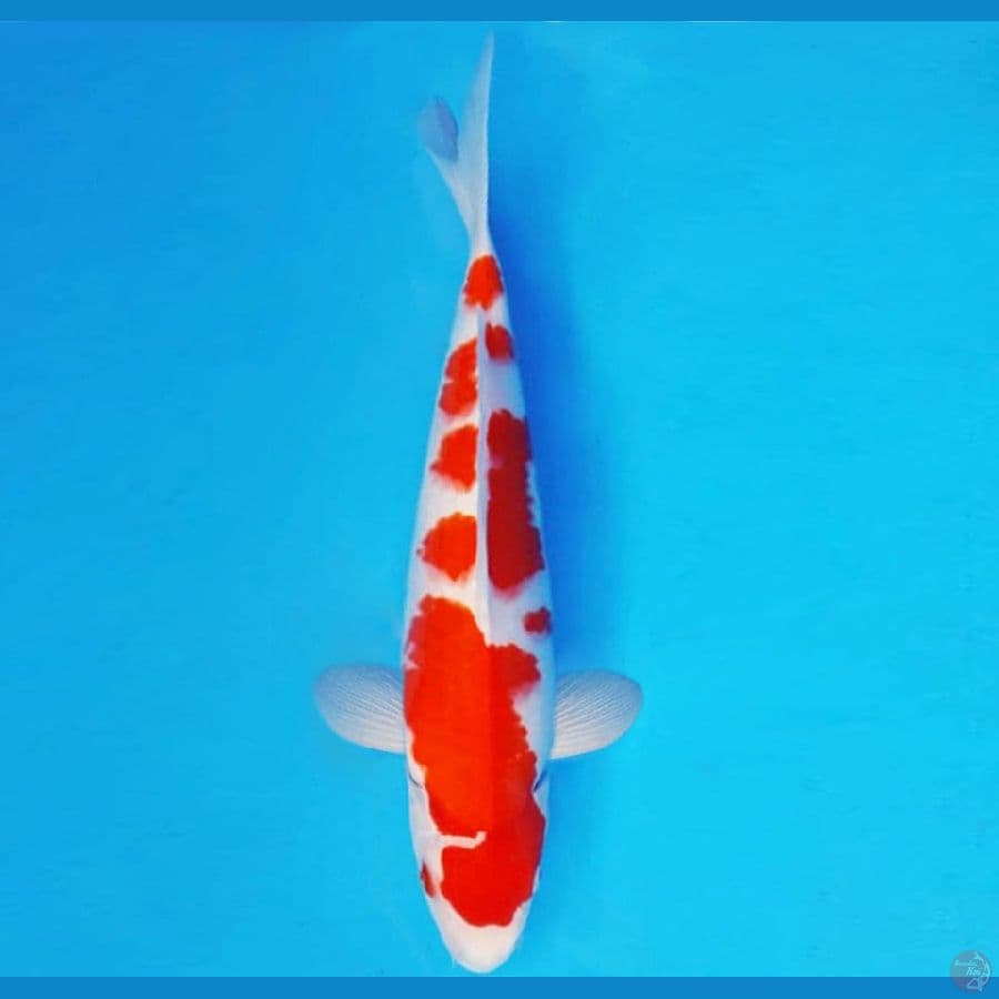 ASSASSIN 12 ~ KOHAKU 30 cm/male ™