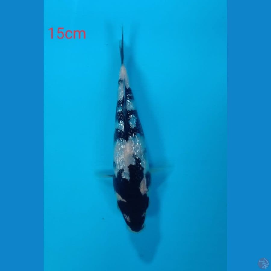 shiro ginrin 15cm