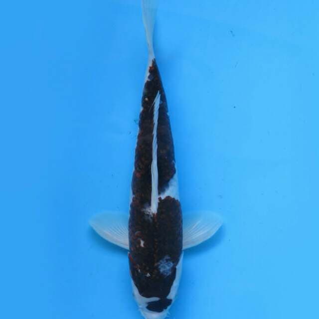 Budo goromo 36 cm