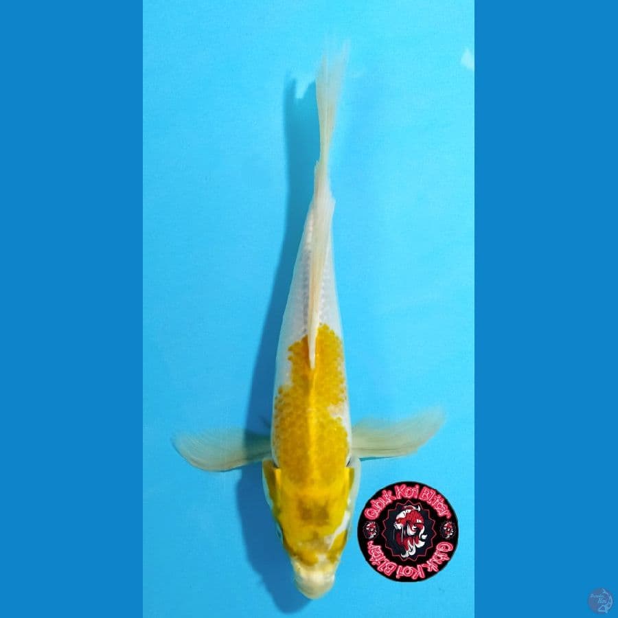 Utsukushi 2 ~ Kumpay Koyo 31 cm