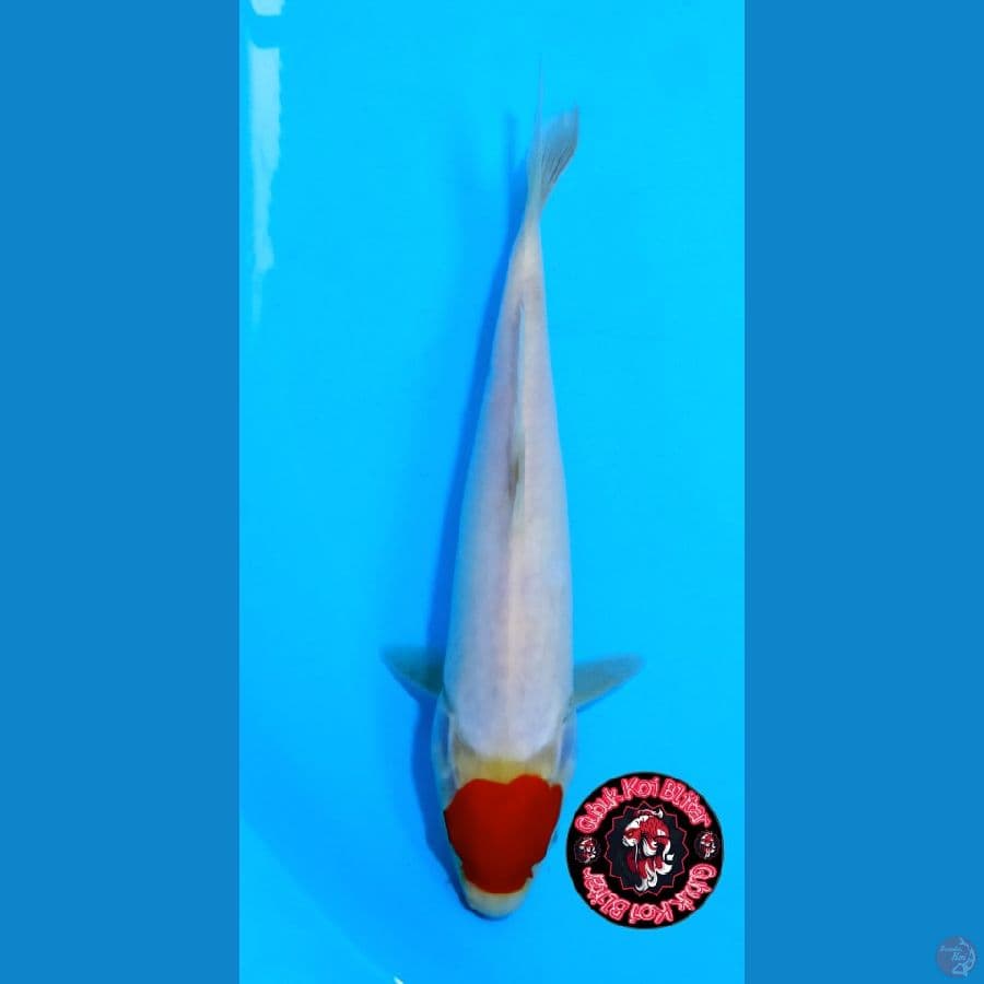 Utsukushi 7 ~ Tancho Kohaku 25 cm