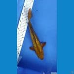 Chagoi Tembaga 31 Cm