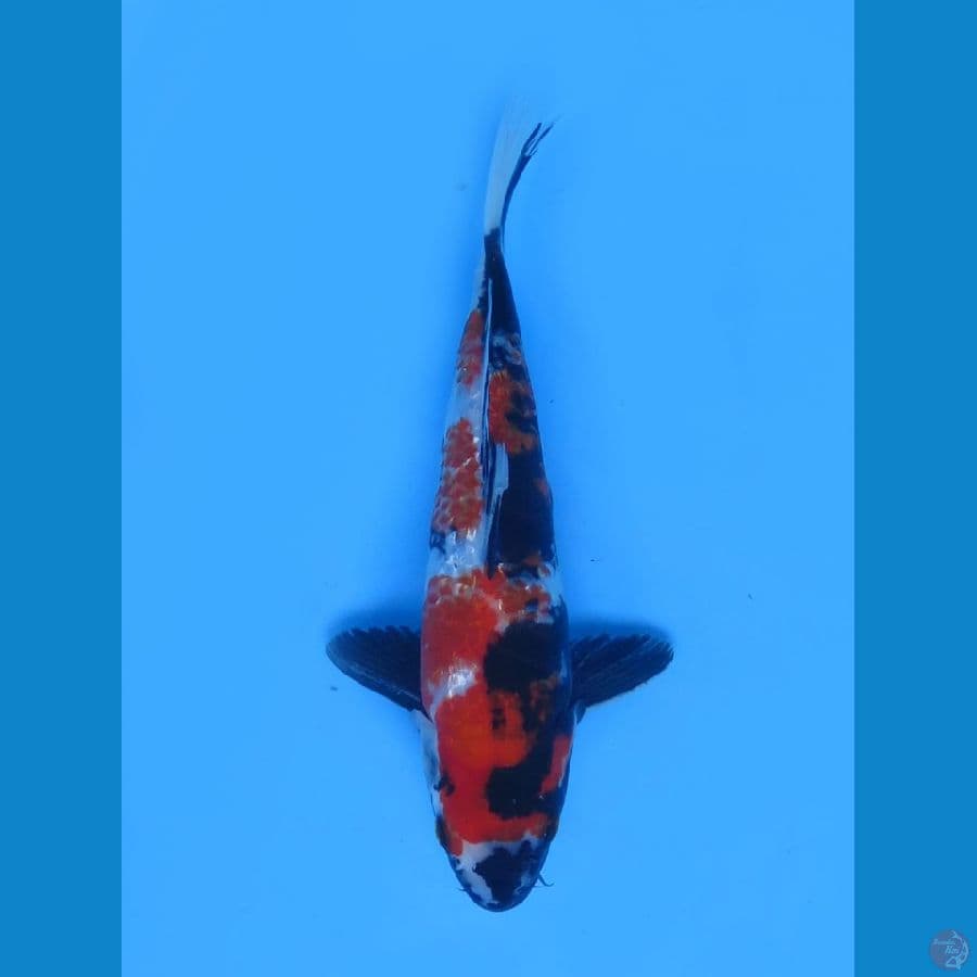 Red Showa