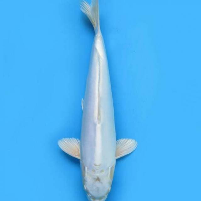 Puracina 36cm