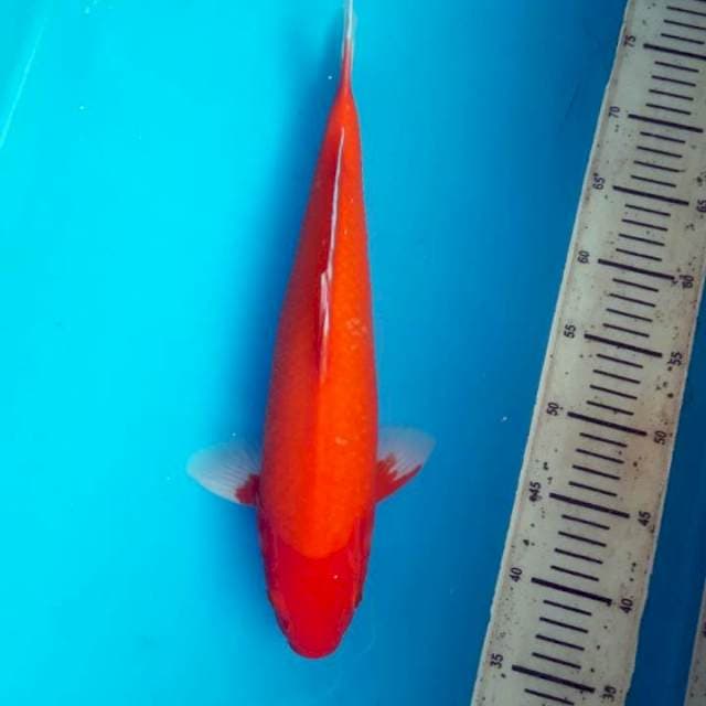 Akahajiro 40cm Male
