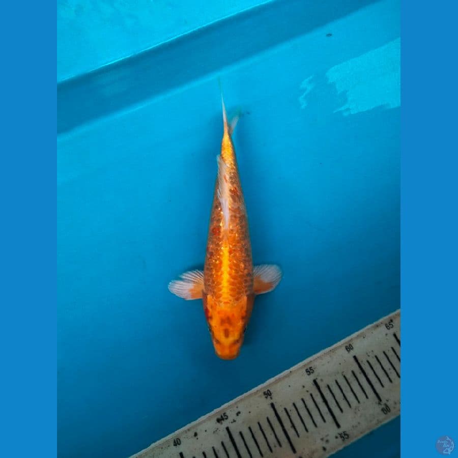 yamabuki ogon ginrin 31cm  female